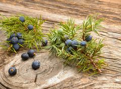 Culinary route - Thiersee juniper