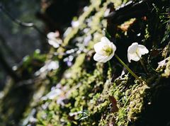 Schneerosenweg am Stadtberg Kufstein