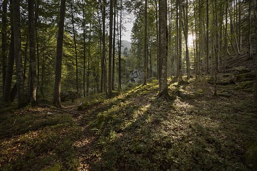 Lebensraum Wald